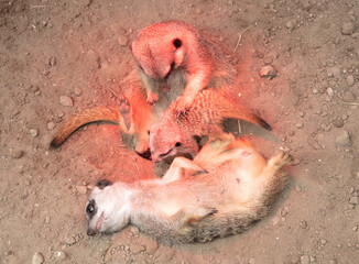 Family of Meerkat cuddling for warmth, under a red light
