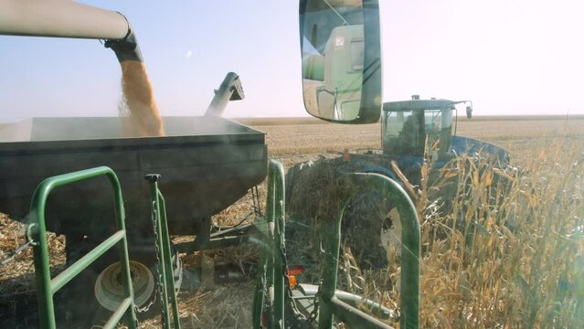 Tractor view of processed corn kernels pouring through chute during harvest