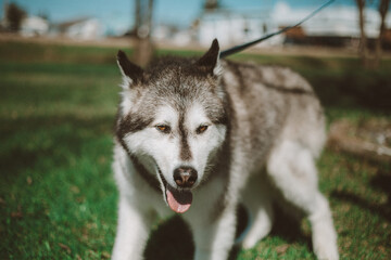 Malamute on a Warm Spring Day 01
