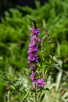 Purple loosestrife red or Lythrum salicaria against blurred background of evergreens on shore of garden pond. Close-up. Nature concept for design. Floral landscape for wallpaper.