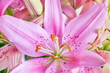 Pink lily, background, flowers close up, pistil and stamens.