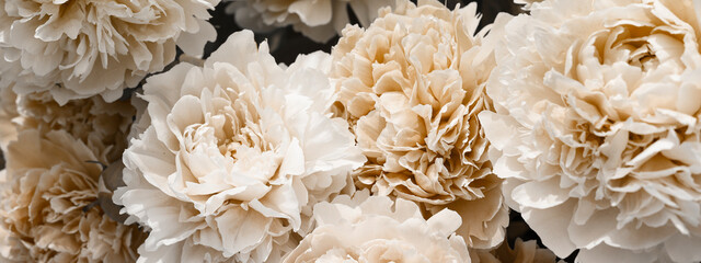 beige peonies on dark background. minimal floral and nature style, selective focus, holiday card....