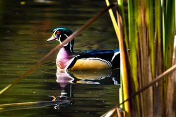 Wood duck on the water