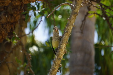 Monk parakeet