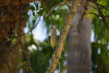 Fototapeten Monk parakeet © Sharon