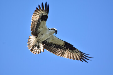 Ospey in flight