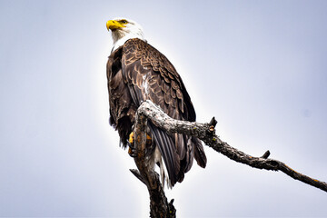 Bald eagle