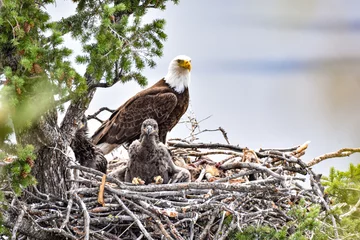 Fensteraufkleber Bald eagle nest on trail © miranda