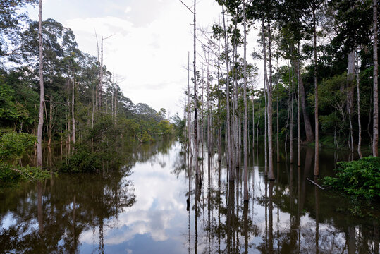 Flooded Forest Or Freshwater Swamp Forest