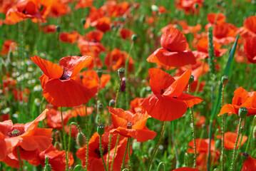 Blooming red poppy flowers in green field, Beautiful natural landscape in summertime
