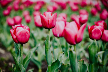 pink tulips in garden in varna bulgaria 