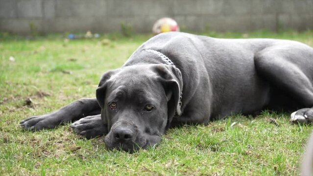 Cane Corso lying on green grass