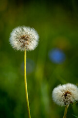 Dandelion on a green background shot with Tamron 200mm