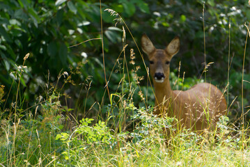A deer behind som tall grass in a field