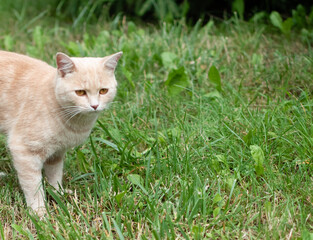 Naklejka na ściany i meble Strange homeless red cat close-up on green grass in the forest