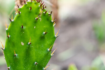 Thorns of green cactus close-up on blurred background of public botanical garden