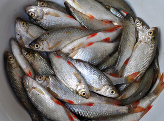 Freshly caught roach (Rutilus rutilus)