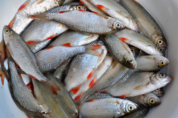 Obraz premium Freshly caught roach (Rutilus rutilus)