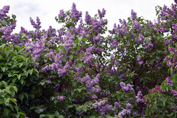 Lilac flowers in the garden