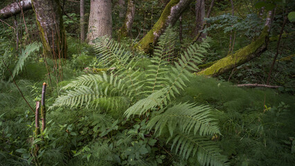 Close up of green garden fern leaves and branches in the summer sun