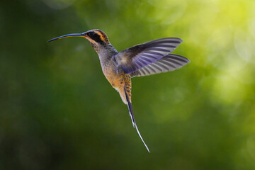 Scale-throated Hermit (Phaethornis eurynome)