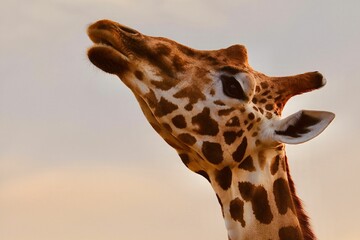 Closeup shot of a giraffe head against a clear sky