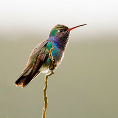 Sapphire-spangled Emerald (Chionomesa lactea)