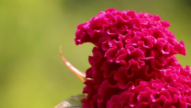 Pink cockscomb flowers in the garden