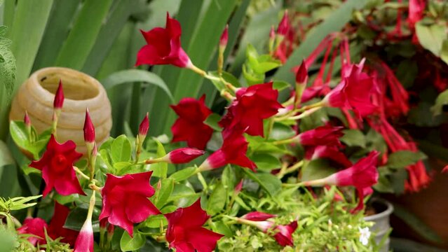 Blossoming red mandevilla flowers in a garden