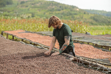 Naklejka na ściany i meble Young male tourist examining dried coffee beans outdoors in Africa farm