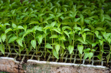 Young green organic vegetables seedlings on farmers market to sell