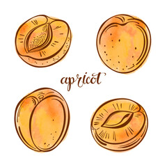 Set of apricot isolated on white background. Hand drawn vector illustration with watercolor element, sketch. Elements for design.
