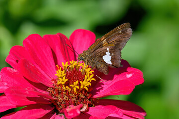 Silver-spotted skipper butterfly or Epargyreus clarus on red Zinnia flower. It is small- to...