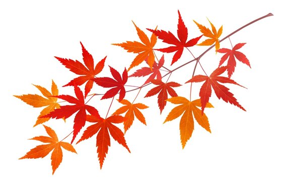 単体 の画像 15 319 件の Stock 写真 ベクターおよびビデオ Adobe Stock