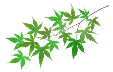 もみじ 新緑 イラスト リアル 枝