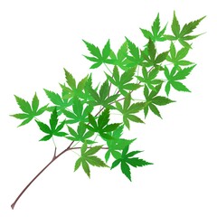 もみじ 新緑 イラスト リアル 枝