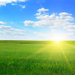 A green wheat field and a bright sunrise.