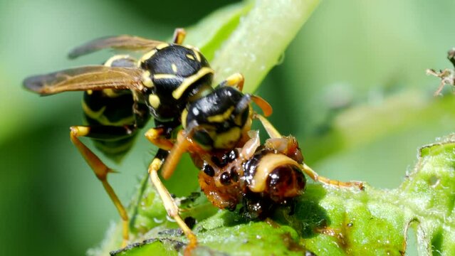 Wasp eats a worm in 4K VIDEO. Rare footage of wasp (vespula vulgaris) eating larva of Colorado beetle (Leptinotarsa decemlineata) on potato plant. Close-up of insect pest and his natural enemy.