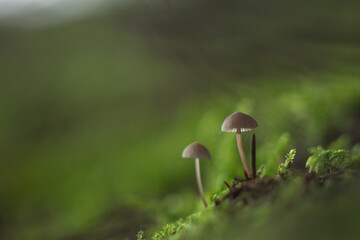champignons de sous-bois