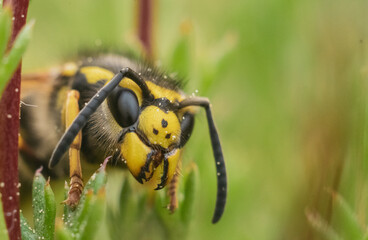 German wasp
