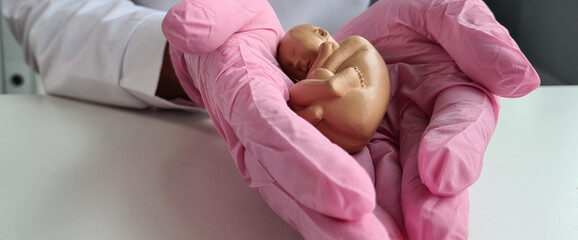 Female gynecologist holds in hands anatomical model of study model of child in womb
