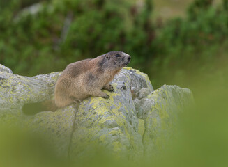 Cute marmots in their alpine habitat