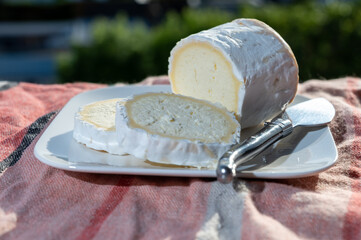 French cheeses, cylindrical neufchatel cow cheese with mold, Neufchâtel-en-Bray, Normandy, France
