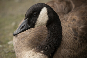 Fototapeta premium Canada Goose Close-up Portrait 02