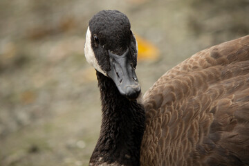 Obraz premium Canada Goose Close-up Portrait 01