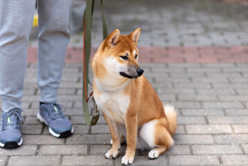 Akita inu, in the city on a leash.