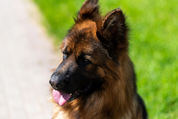 German Shepherd, long-haired, in the city on a leash.