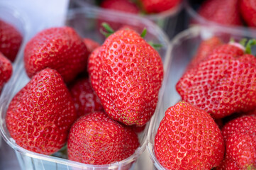 Seasonal fruits, red sweet ripe strawberries for sale on french farmers market