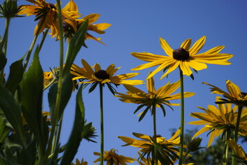 Yellow rudbeckia flower close-up view from above