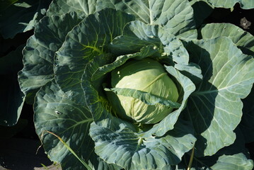 Obraz premium Cabbage plantation in the garden, on a sunny day.